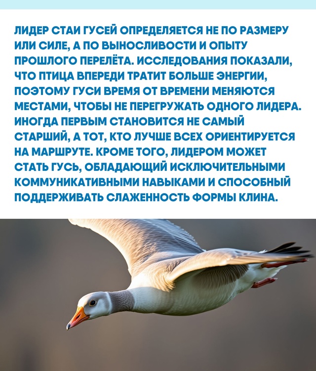 Доверие и сотрудничество внутри стаи гусей позволяют ?...
