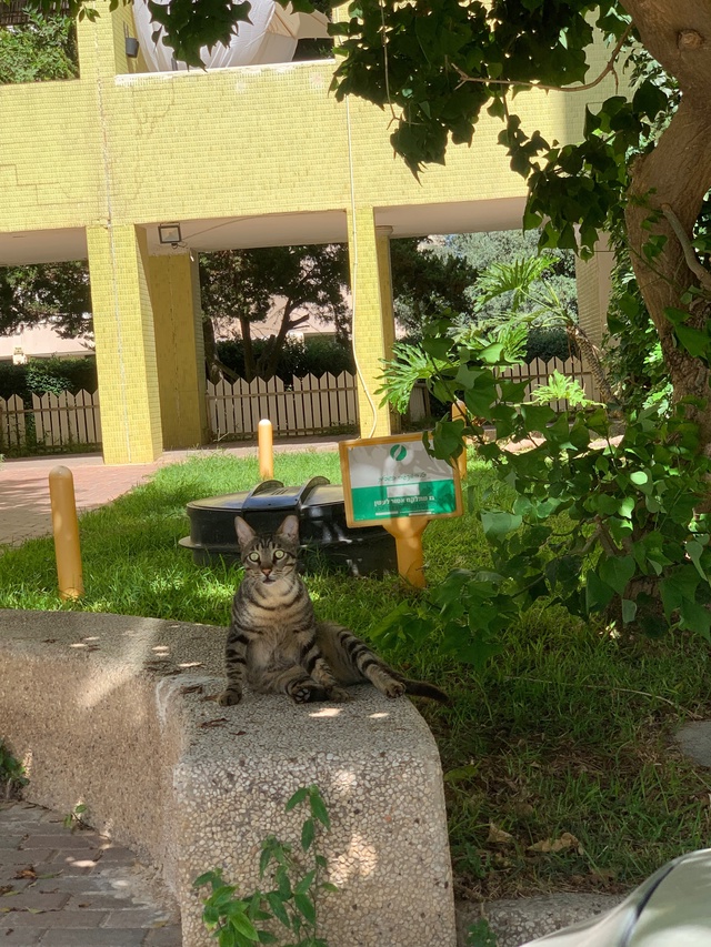 Удивленный котик