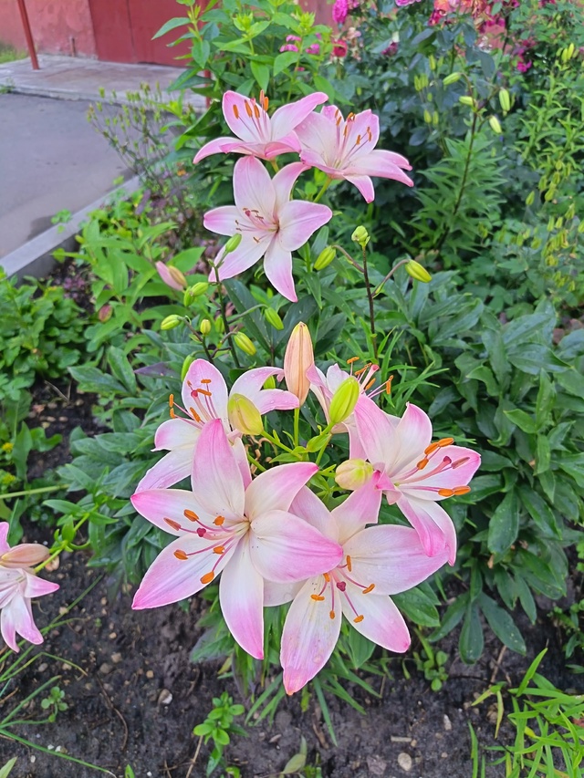 Доброго дня!
Какже приятно пройтись, мимо этого творен...