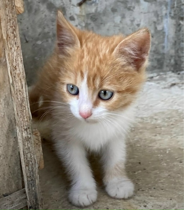 Приблудилось целое семейство и ищет дом ? пол котенко...