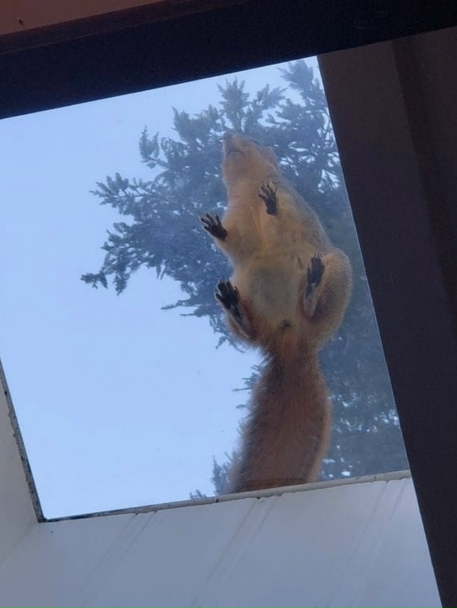 Причина номер один, почему я мечтаю о доме с мансардным...