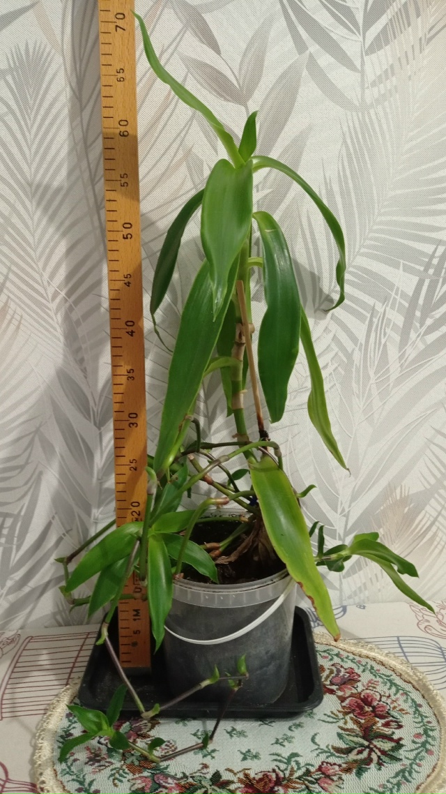 Отдам растишки-укореншки : толстянка, сансевиерия, кал?...