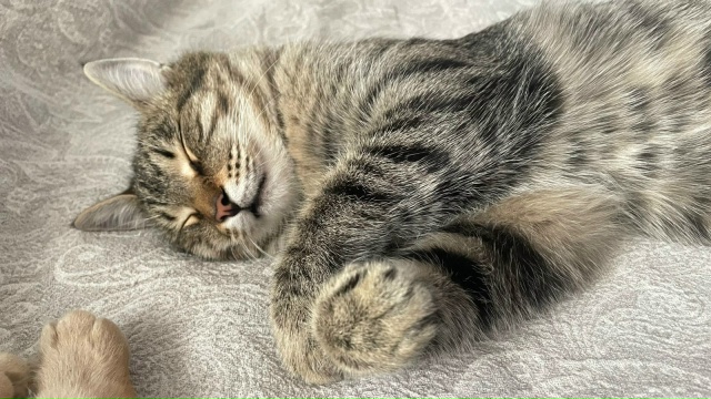 Пропал кот на ул.Лазо
Номер для связи: +7 923 277-95-89 Юлия
[id13...