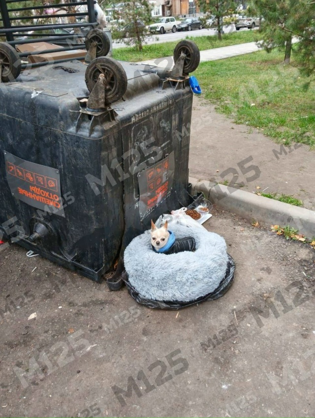 Разрыв сердца: песика с его вещами выкинули на помойку ...