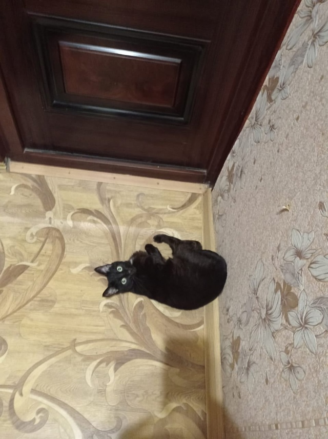 Хочу отдать кошку в добрые руки, здоровая, зовут Муся, 6 ...
