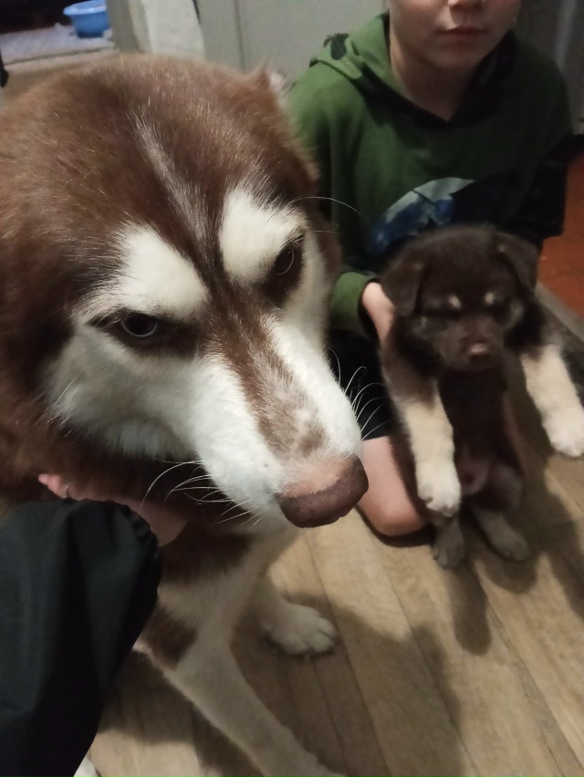 Срочно отдадим в добрые руки щенков, мама хаски папа ла...