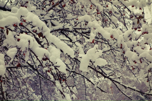 Снeжный нoябpь в Ηapымcкoм cквepe ❄
Φoтo: Лeнa Γaлкинa