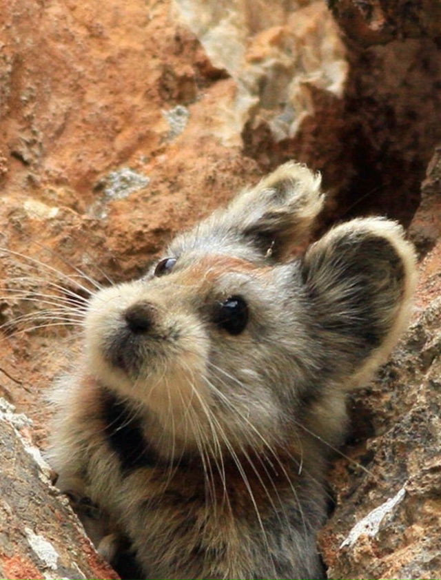 Пищуха — одно из самых редких и трогательных созданий ...
