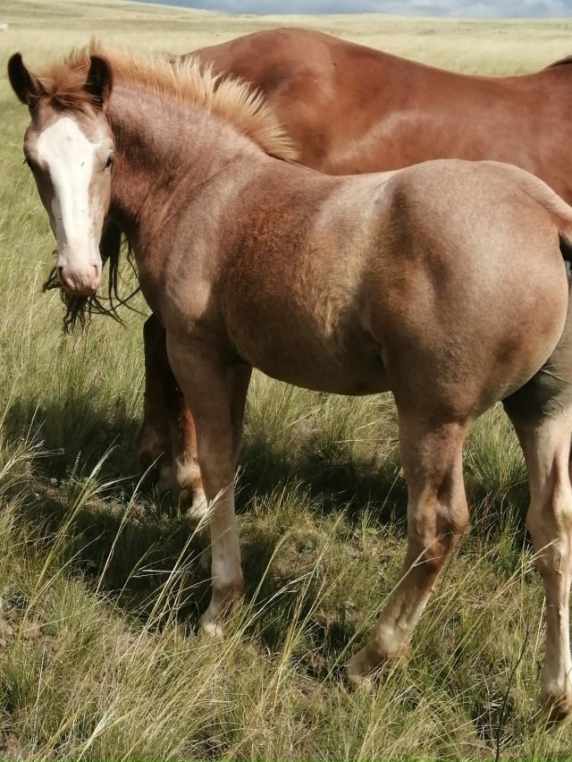 Продам жеребенка(тяж) тел. 89328411161