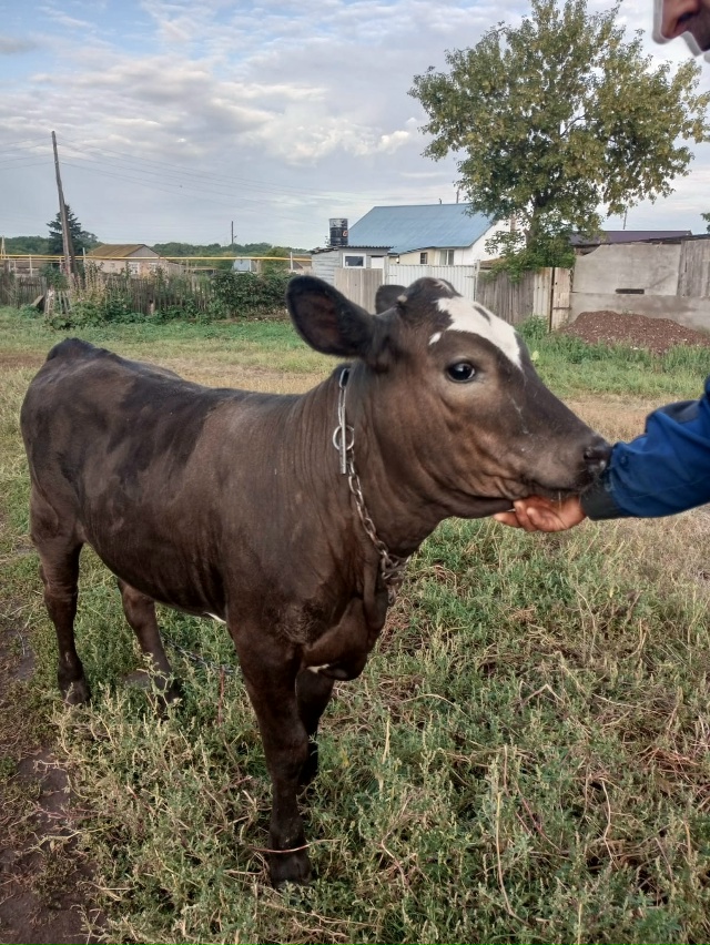 Продам тёлочку
Все вопросы по тел:
89877887181