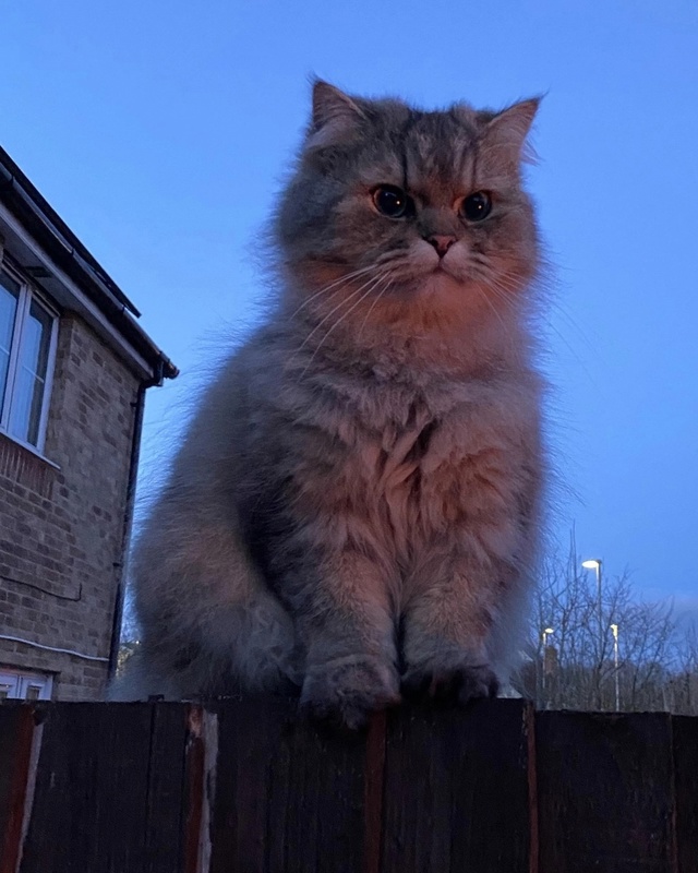 Какой милый сосед