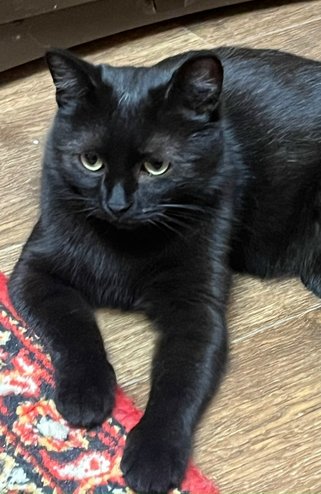 Молодой кошечке Анфисе ищем теплый дом и добрых хозяев...