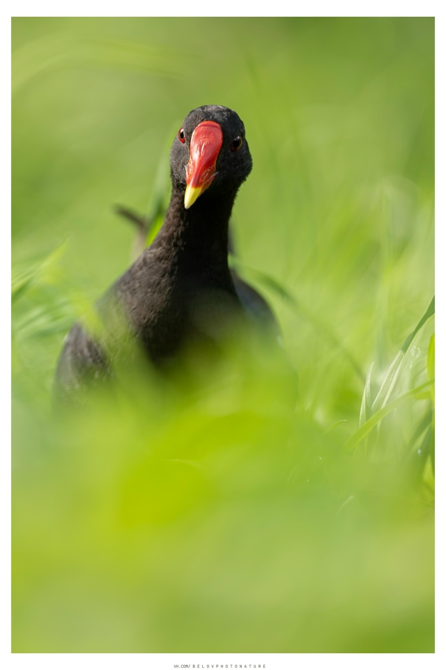 Камышница (болотная курочка) кормилась в травяном поле...
