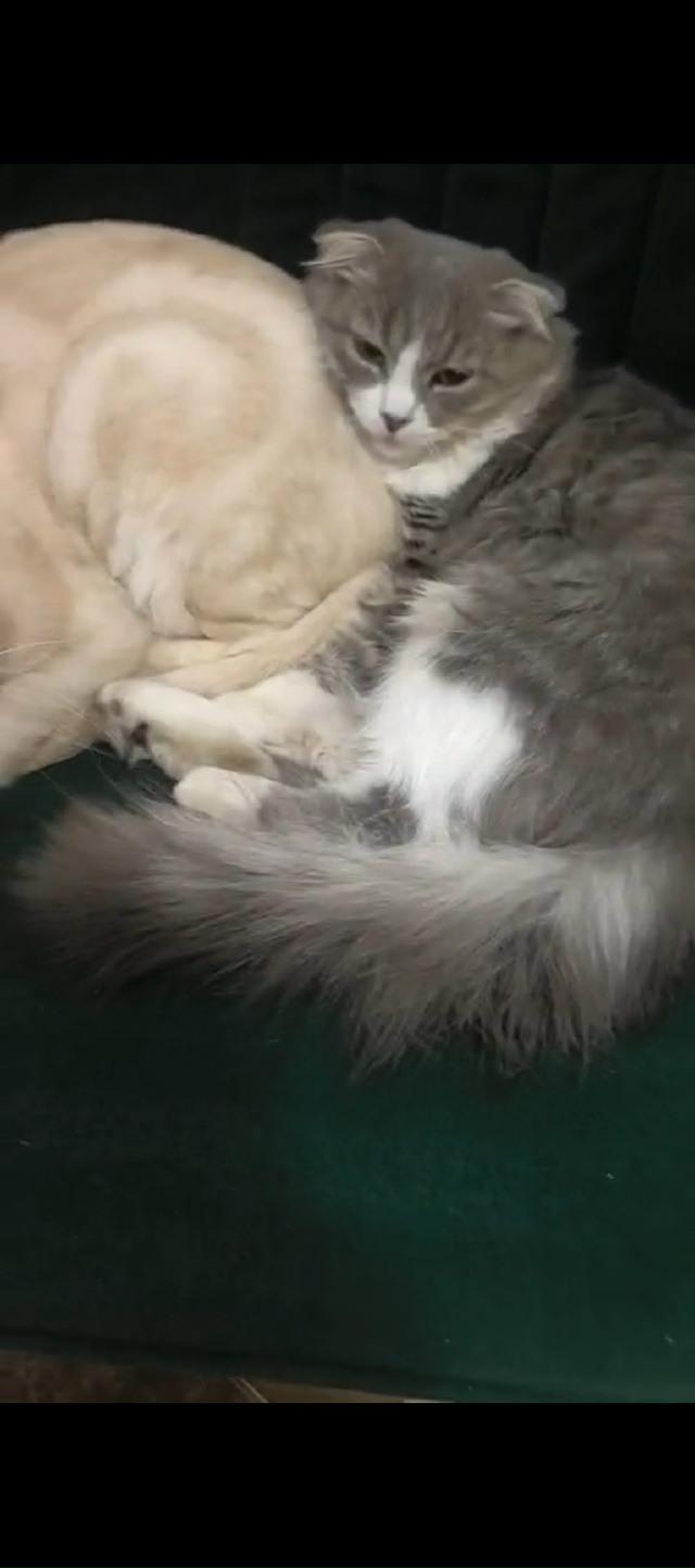 Потерялась кошка серая с белыми лапками с белой грудко...