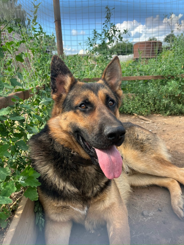 Пропала собака, немецкая овчарка
рп воскресенское
есл?...