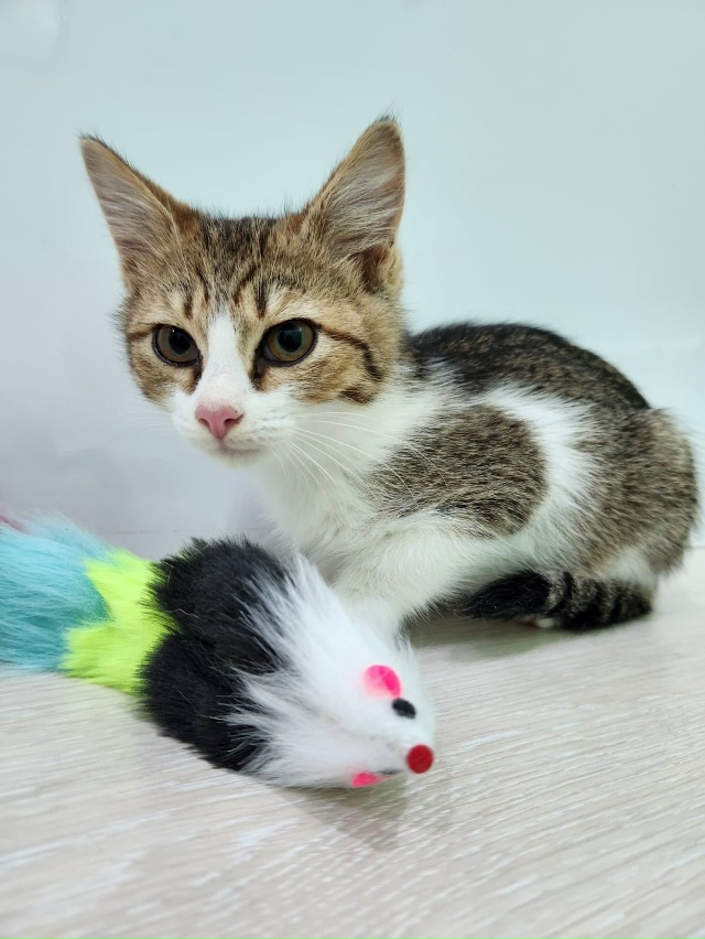 Волгореченск!! Вот такого малыша подобрали с улицы. Воз...