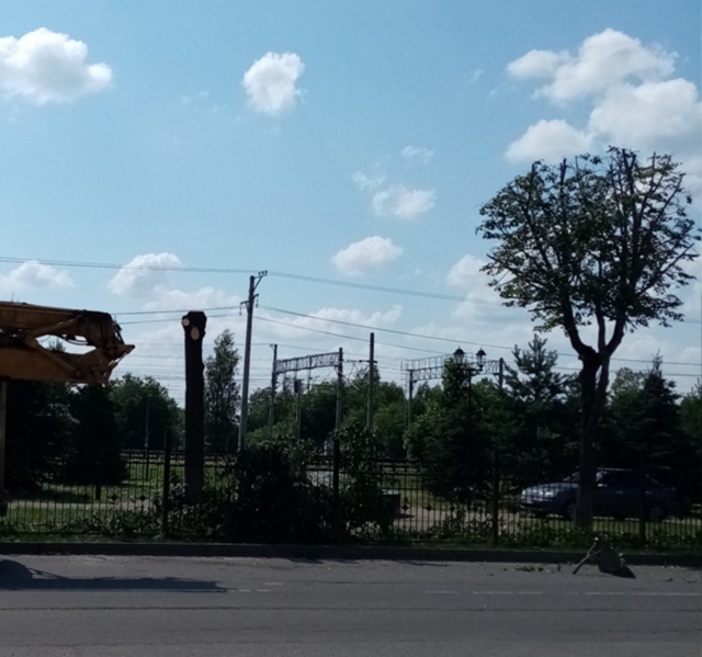 Сегодня наблюдала как опиливают липы на Ленина, на при?...