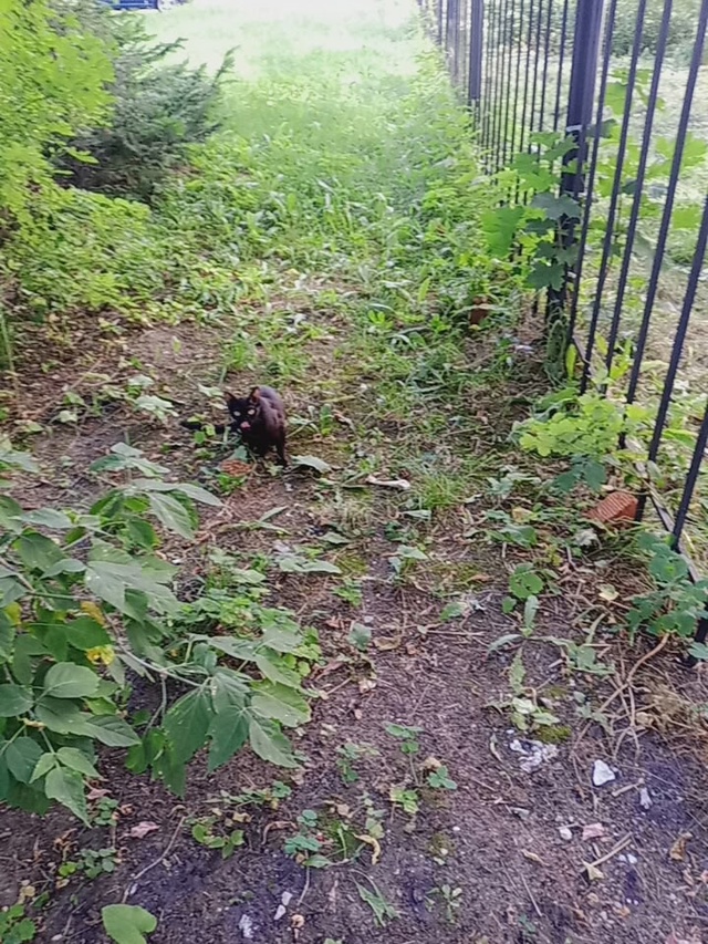 На Сысольской под машиной сидела кошка. В руки не даетс...