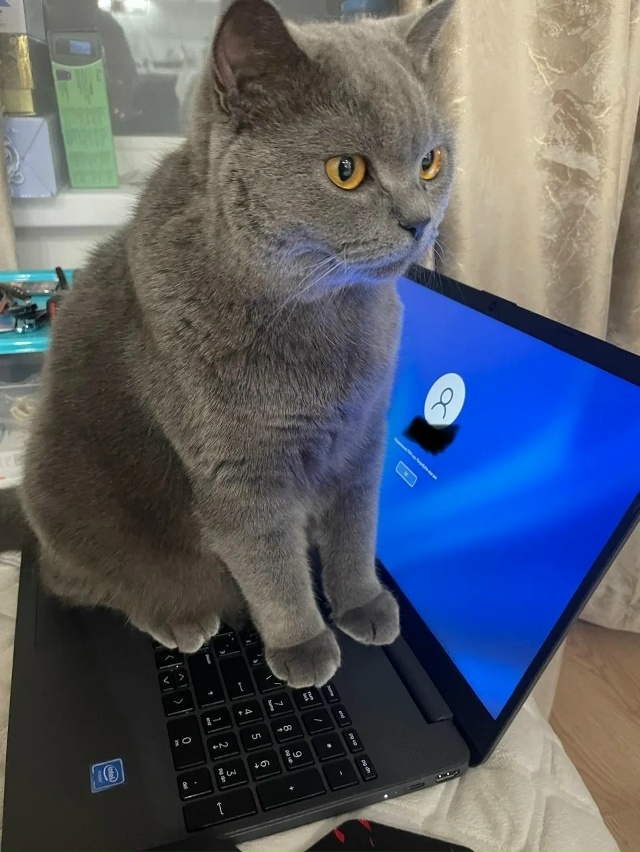 Настало время скинуть своих красивых кисок в коммента?...