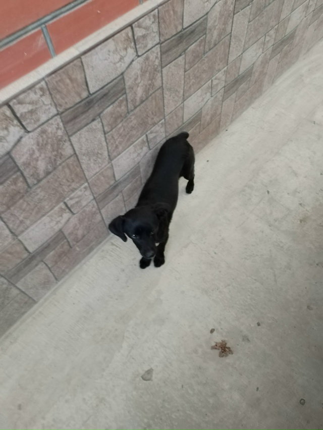 Нашлась собака, прибежала 22.11.2025 на Пашкоскую 29 с утра. ?...