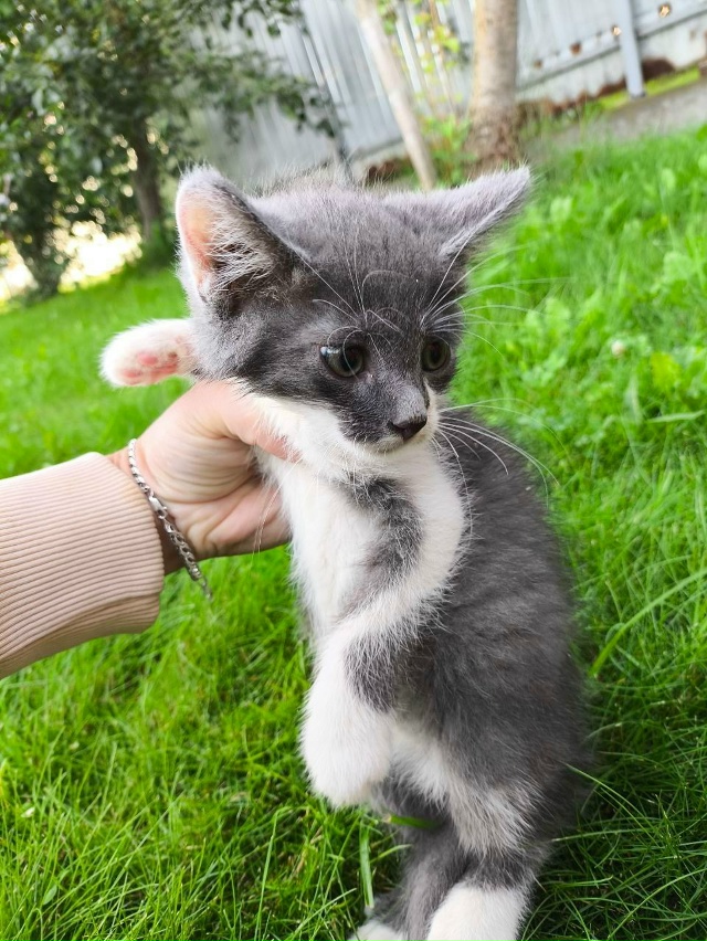 Выложите, пожалуйста, анонимно.
Отдам котят в добрые ру...