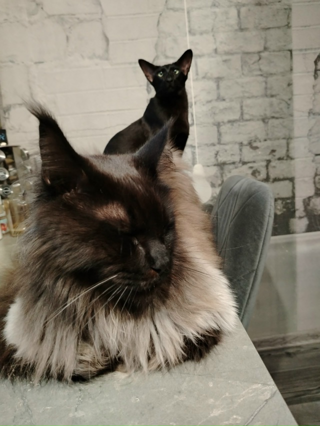 Лексус и Хаммер Ольговичи приветствуют всех 🤗🖤🖤