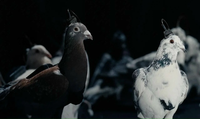 В Москве испытали... голубей-киборгов.
Российская Neiry п?...