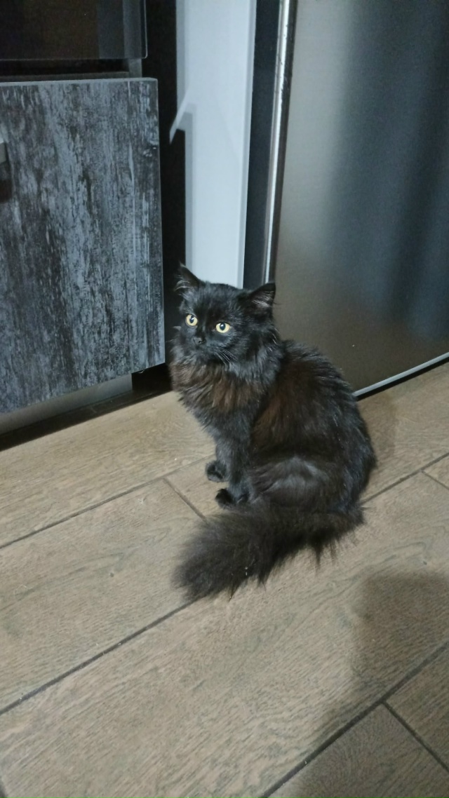 Приблудилась кошечка, видно ухоженная, чистая угол Лен...