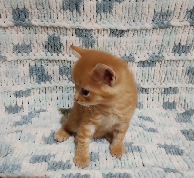 Отдам котят в добрые руки 🤲
4 мальчика рыжих
1 сереньк?...