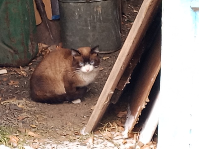 Прибился котик, красавчик, может чей-то потеряшка или ?...