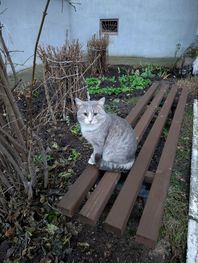 Найдено чьё - то домашнее чудо. Бегает во дворах домов у...