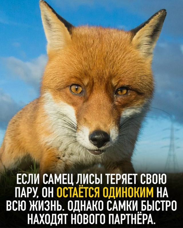 Подборка интересных фактов.