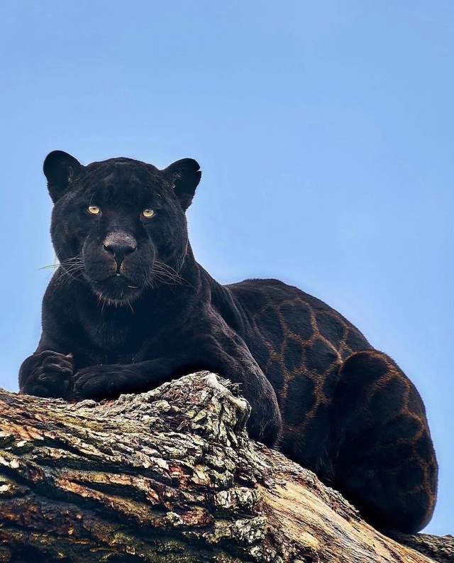 Звезда Амстердама — ягуар Нерон. Чёрный ягуар по имени...