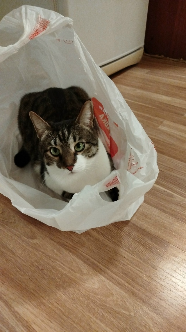 Всем добрый вечер, возможно кто то встретил этого коти?...