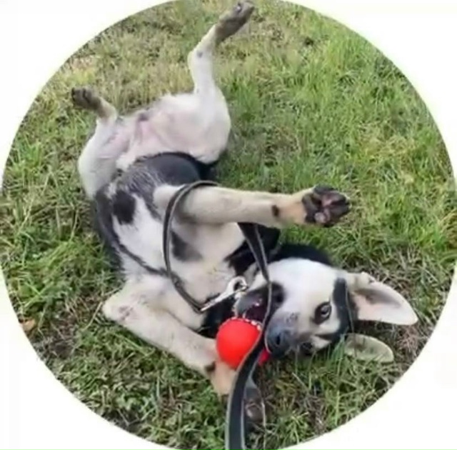 ‼️СРОЧНО‼️ НА МОСКОВСКОЙ ТРАССЕ НАЙДЕН ЩЕНОК-ДЕВОЧК...