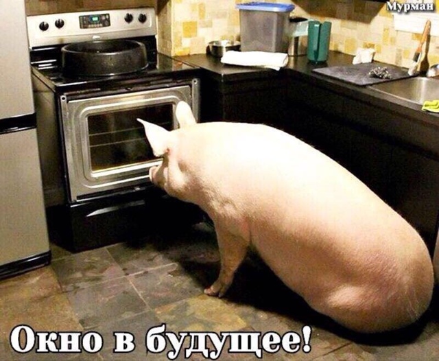 За содержание свиньи в квартире могут оштрафовать на 15...