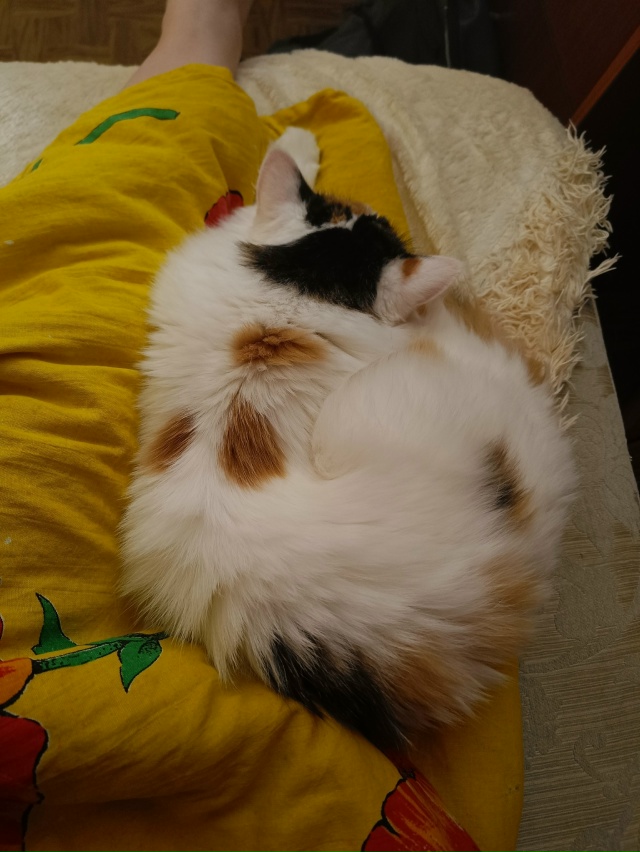 ПРОПАЛА КОШКА
Район: АЦИ, Хальзова 12
Кличка: Соня
Кошк?...