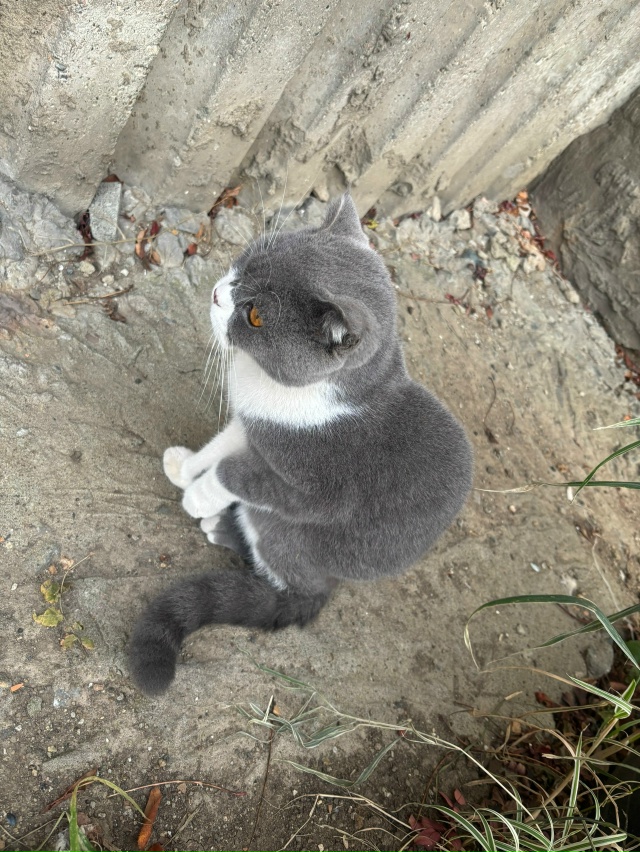 Чей кот? Может кто хочет забрать, очень ласковый