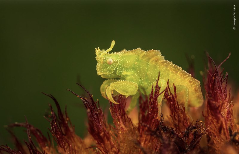 📸 Посмотрите на финалистов конкурса «Фотограф дикой природы года»
Музей естествознания Лондона объя