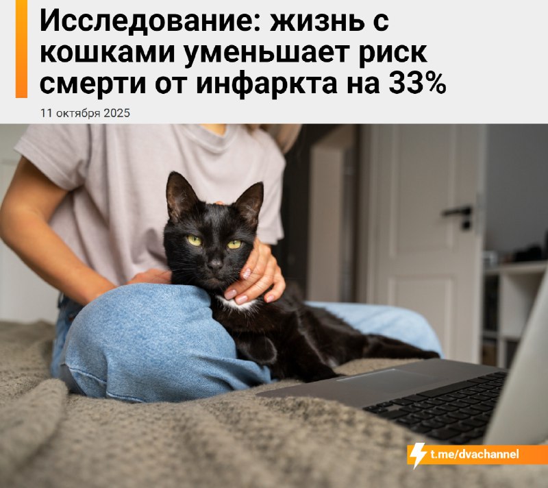 Жизнь с кошками снижает риск смерти от инфаркта на 33%, показало исследование
Учёные 20 лет наблюда
