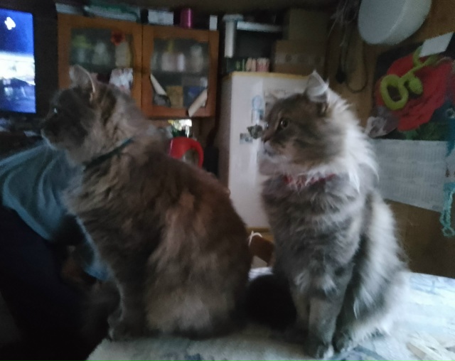 Нас так напугал 🙀,летящий над домом вертолёт.
На столе...