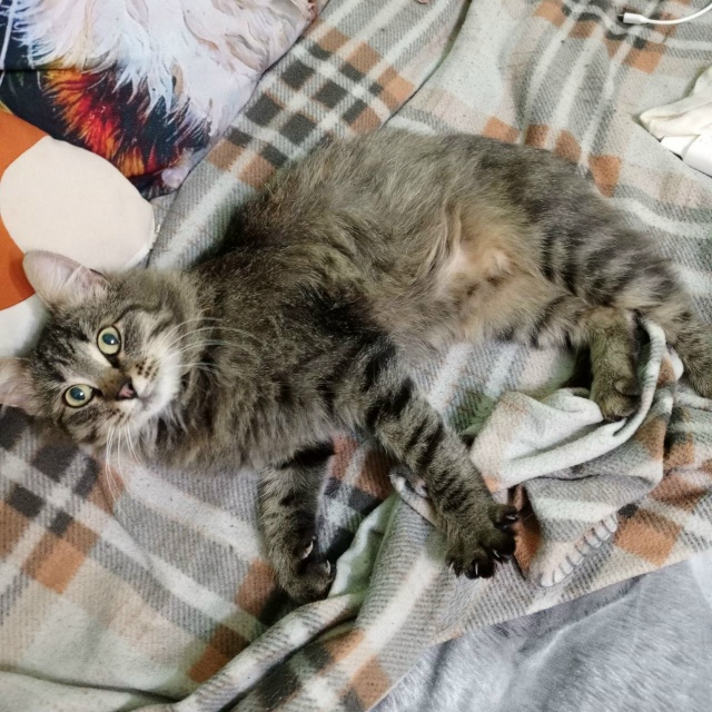 На Энергетиков, д. 2 появился молодой котик, на вид меся...