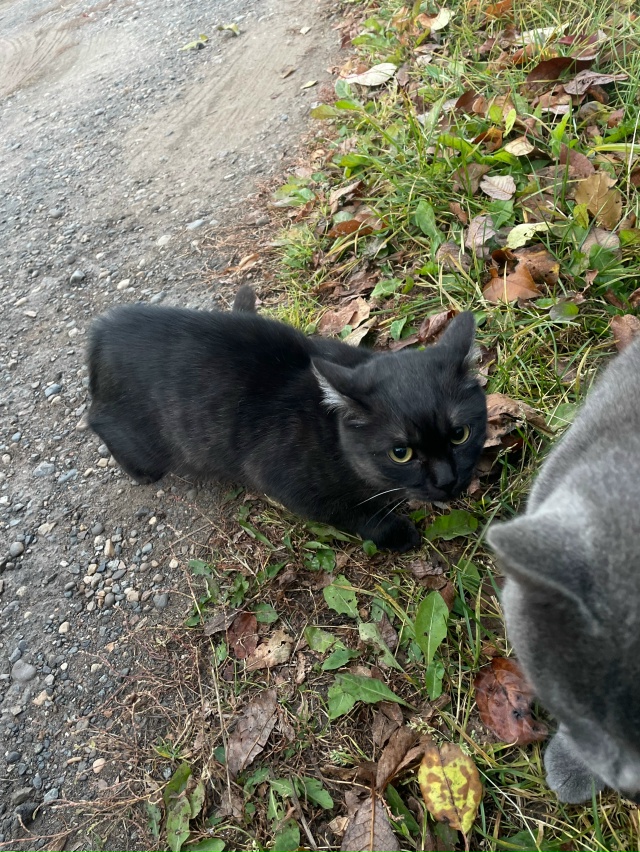 Анон. Чей кот? Колхозный поселок