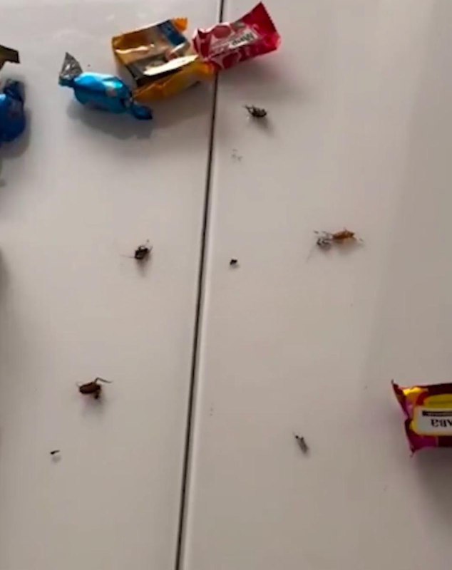 В Анапе девочке в детском саду вручили сладкий подарок с тараканами.
Приятного аппетита.