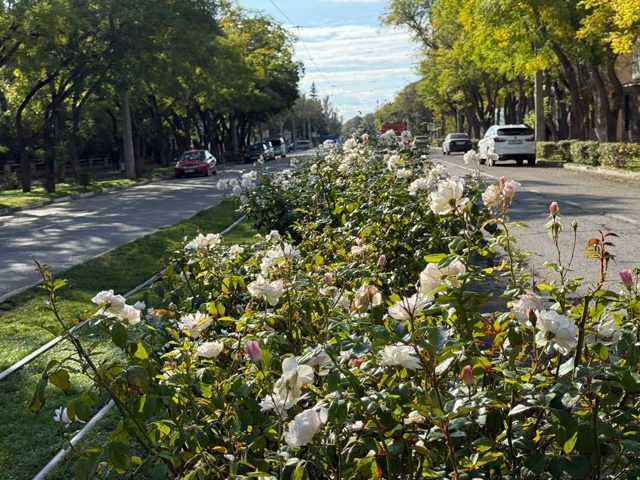 🌹Улица Фрунзе продолжает преображаться.
Озеленители...