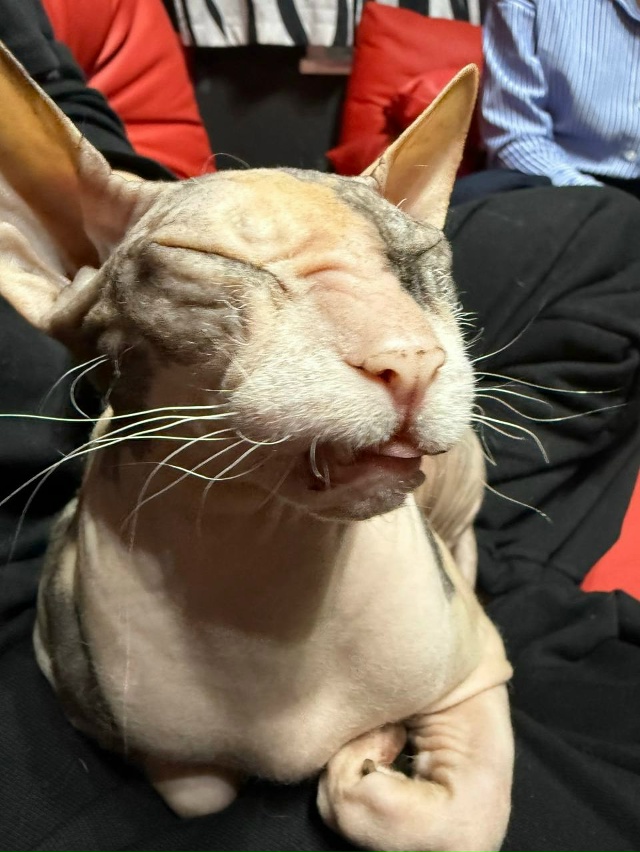 Наша прекрасная Чуча с кучей проблем по здоровью из 