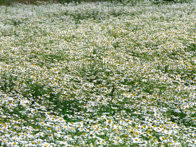 Прекрасное ромашковое поле в Пермском районе.🌼🌼🌼
