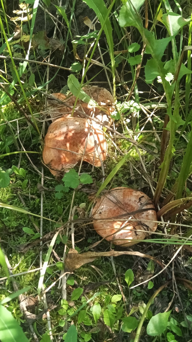 Пошли родимые. На все про все ушло 1,5 часа. В сторону Тюм...