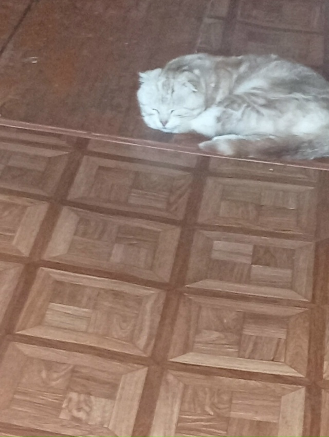 Потерялся кот кнопик, верните, пожалуйста 🥺