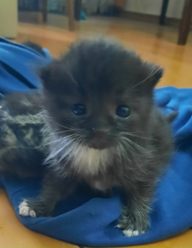 Здравствуйте, найдены котята, были выброшены на мороз. ...